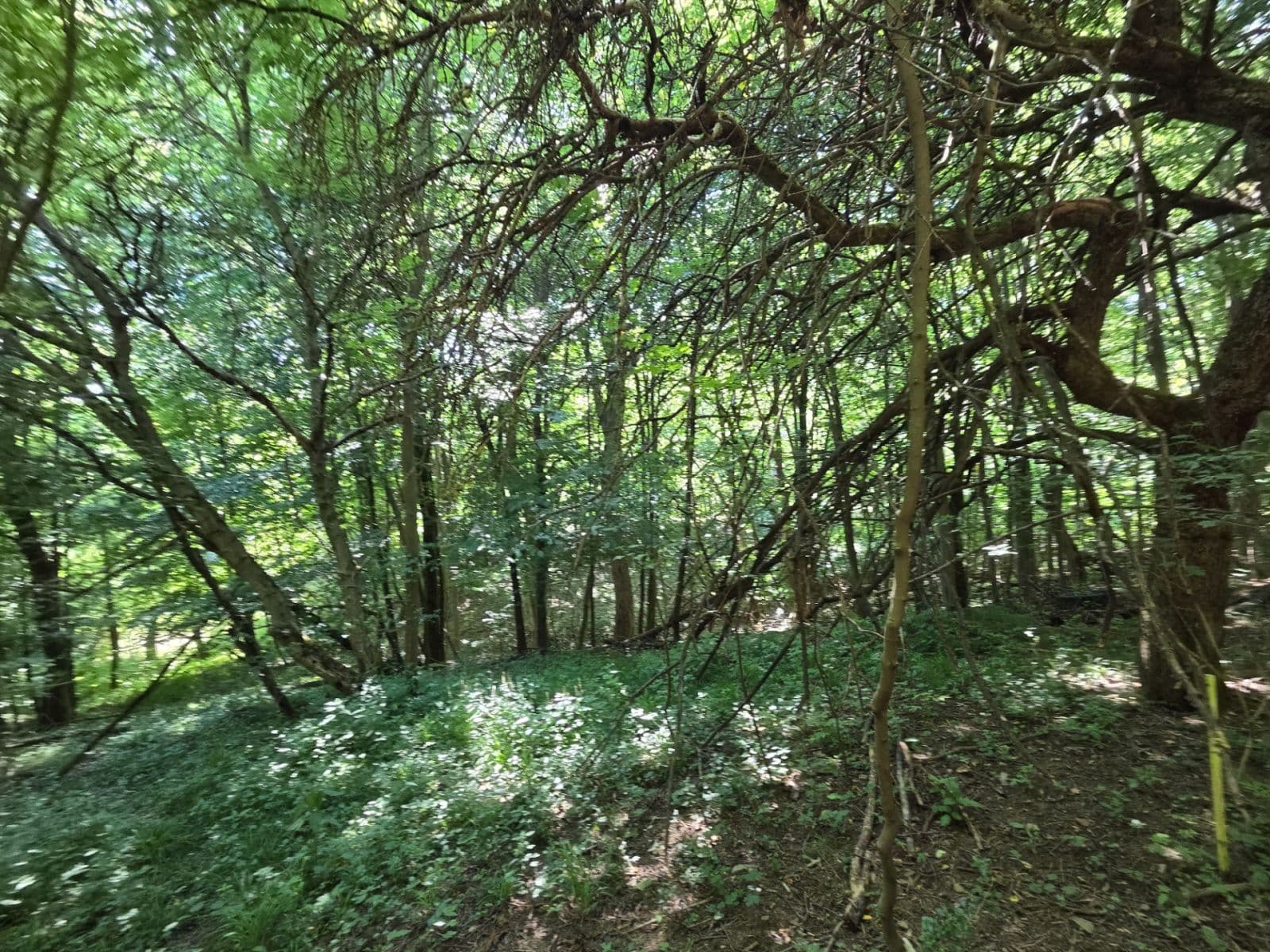 Predaj pozemku 1.881 m², Brestovec, Trenčiansky kraj Predaj pozemku 1.881 m², Brestovec, Trenčiansky kraj
