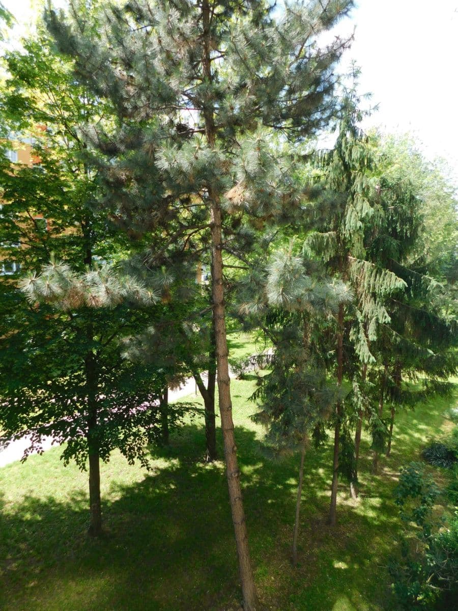 Prenájom bytu 2-izbový 50 m², Astrová, Ružinov, Bratislavský kraj Prenájom bytu 2-izbový 50 m², Astrová, Ružinov, Bratislavský kraj