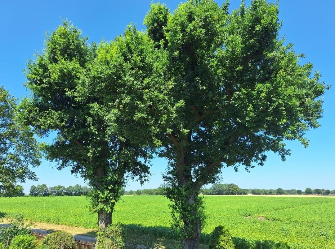 Predaj domu 204 m², pozemok 3.250 m², Diepholz, Dolné Sasko Predaj domu 204 m², pozemok 3.250 m², Diepholz, Dolné Sasko