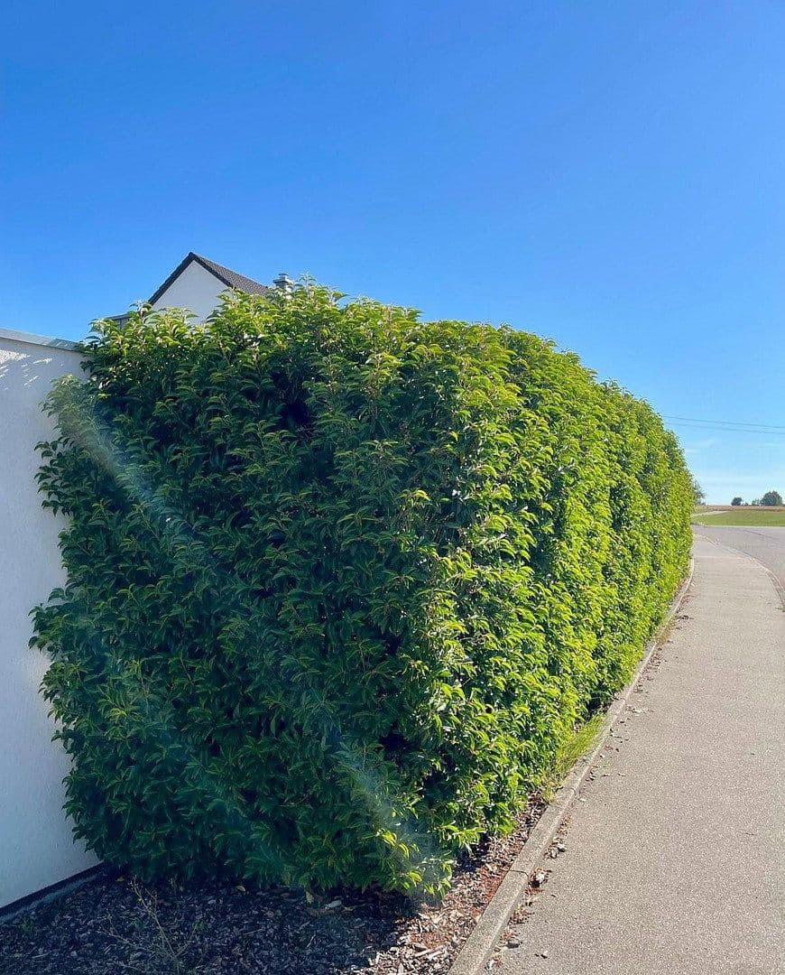 Prenájom domu 155 m², pozemok 418 m², Eutingen im Gäu, Bádensko-Wurttembersko Prenájom domu 155 m², pozemok 418 m², Eutingen im Gäu, Bádensko-Wurttembersko