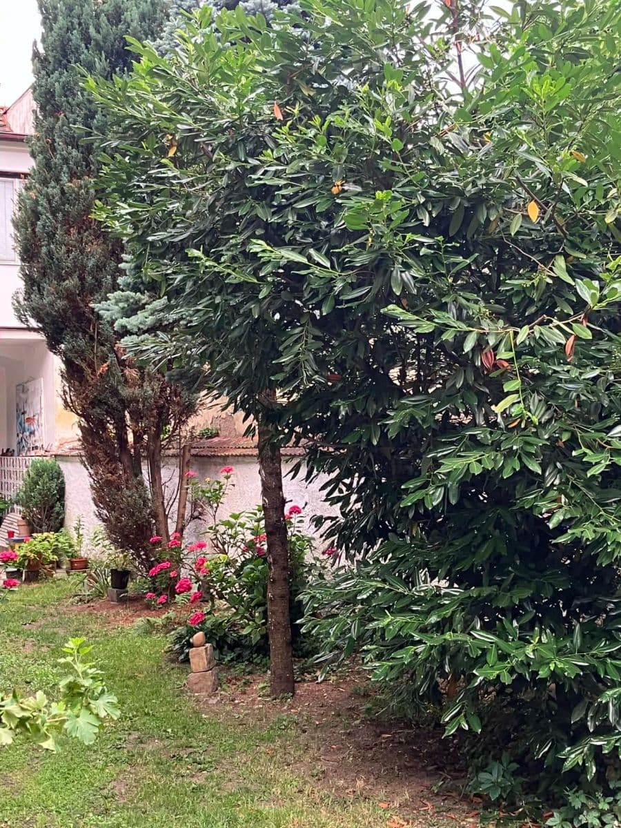 Prenájom bytu 1-izbový 50 m², Na Zlíchově, Praha, Praha Prenájom bytu 1-izbový 50 m², Na Zlíchově, Praha, Praha