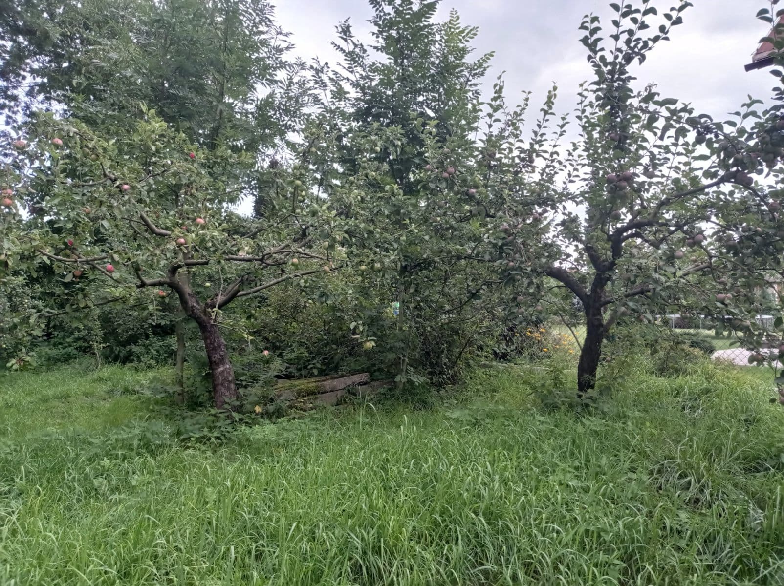 Predaj rekreačného objektu 44 m², pozemok 558 m², Kaněrova, Kostelec nad Orlicí, Královéhradecký kraj Predaj rekreačného objektu 44 m², pozemok 558 m², Kaněrova, Kostelec nad Orlicí, Královéhradecký kraj