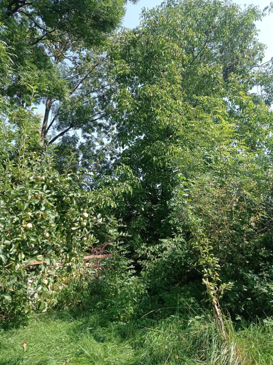 Predaj rekreačného objektu 44 m², pozemok 558 m², Kaněrova, Kostelec nad Orlicí, Královéhradecký kraj Predaj rekreačného objektu 44 m², pozemok 558 m², Kaněrova, Kostelec nad Orlicí, Královéhradecký kraj