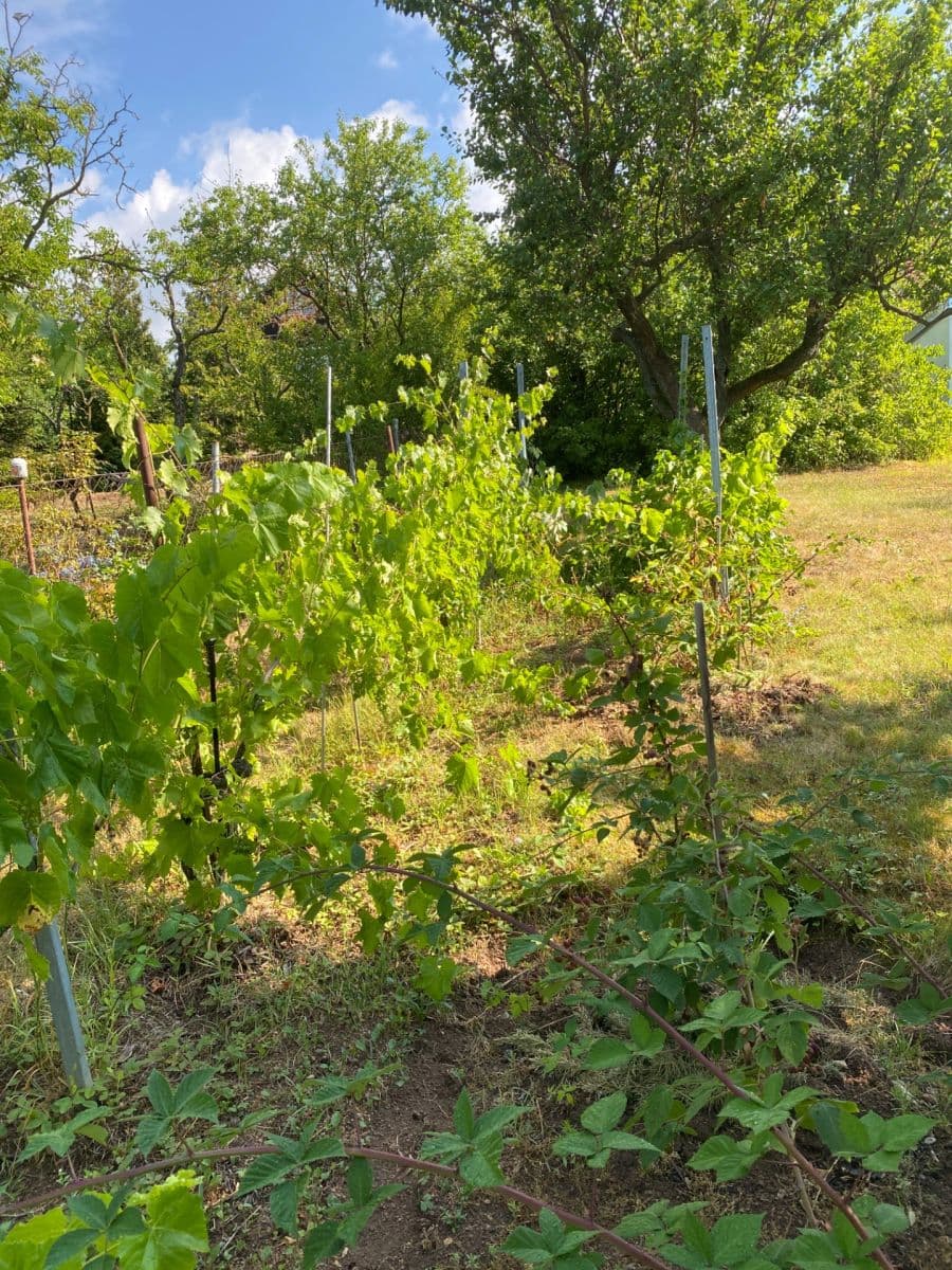 Predaj pozemku 2.409 m², Ostopovice, Jihomoravský kraj Predaj pozemku 2.409 m², Ostopovice, Jihomoravský kraj