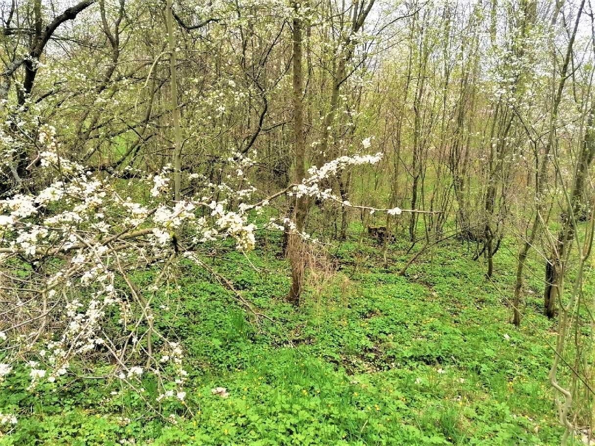 Predaj pozemku 340 m², Veselá, Liberecký kraj Predaj pozemku 340 m², Veselá, Liberecký kraj