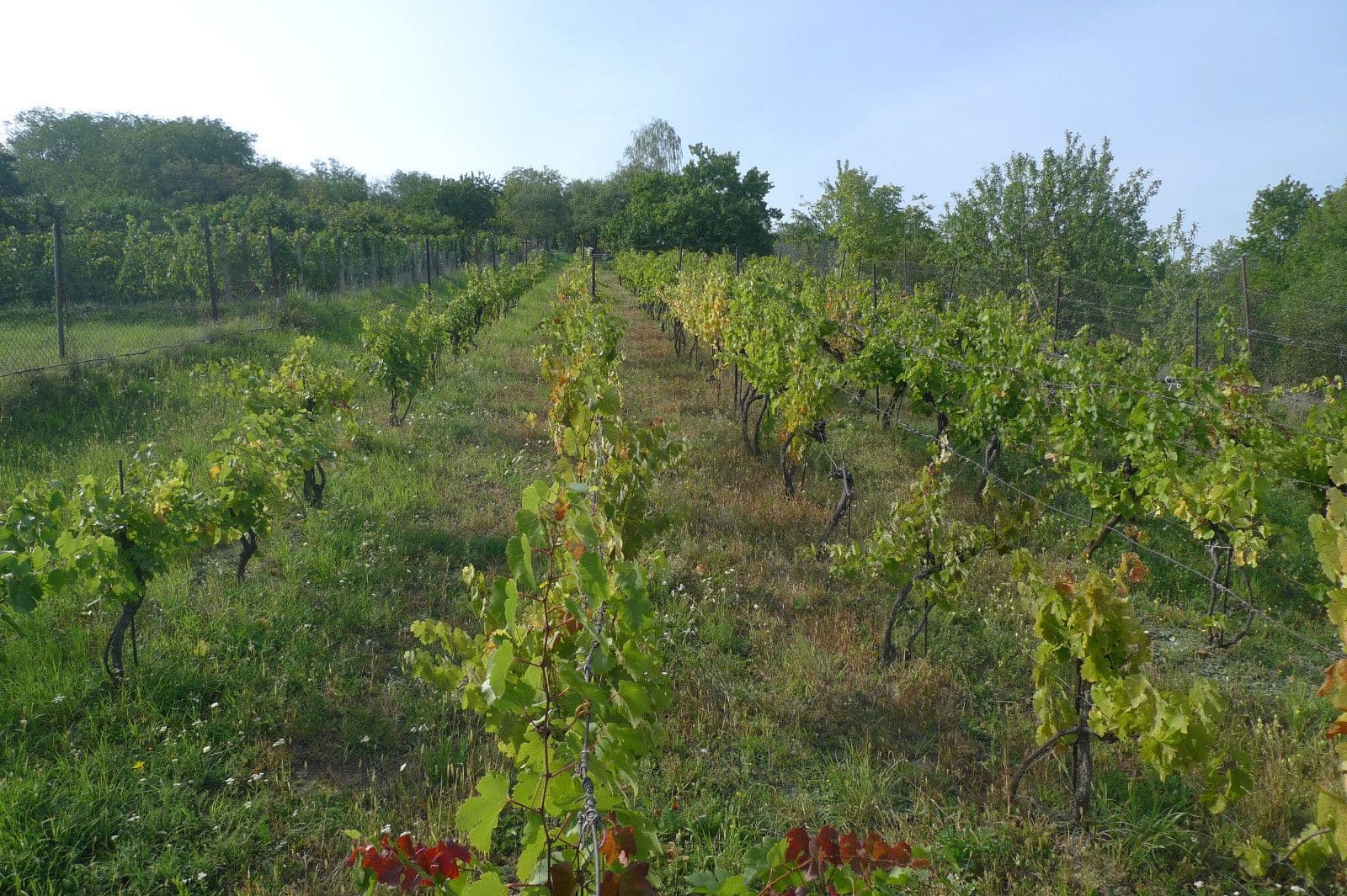 Predaj pozemku 3.055 m², Dolní Kounice, Jihomoravský kraj Predaj pozemku 3.055 m², Dolní Kounice, Jihomoravský kraj