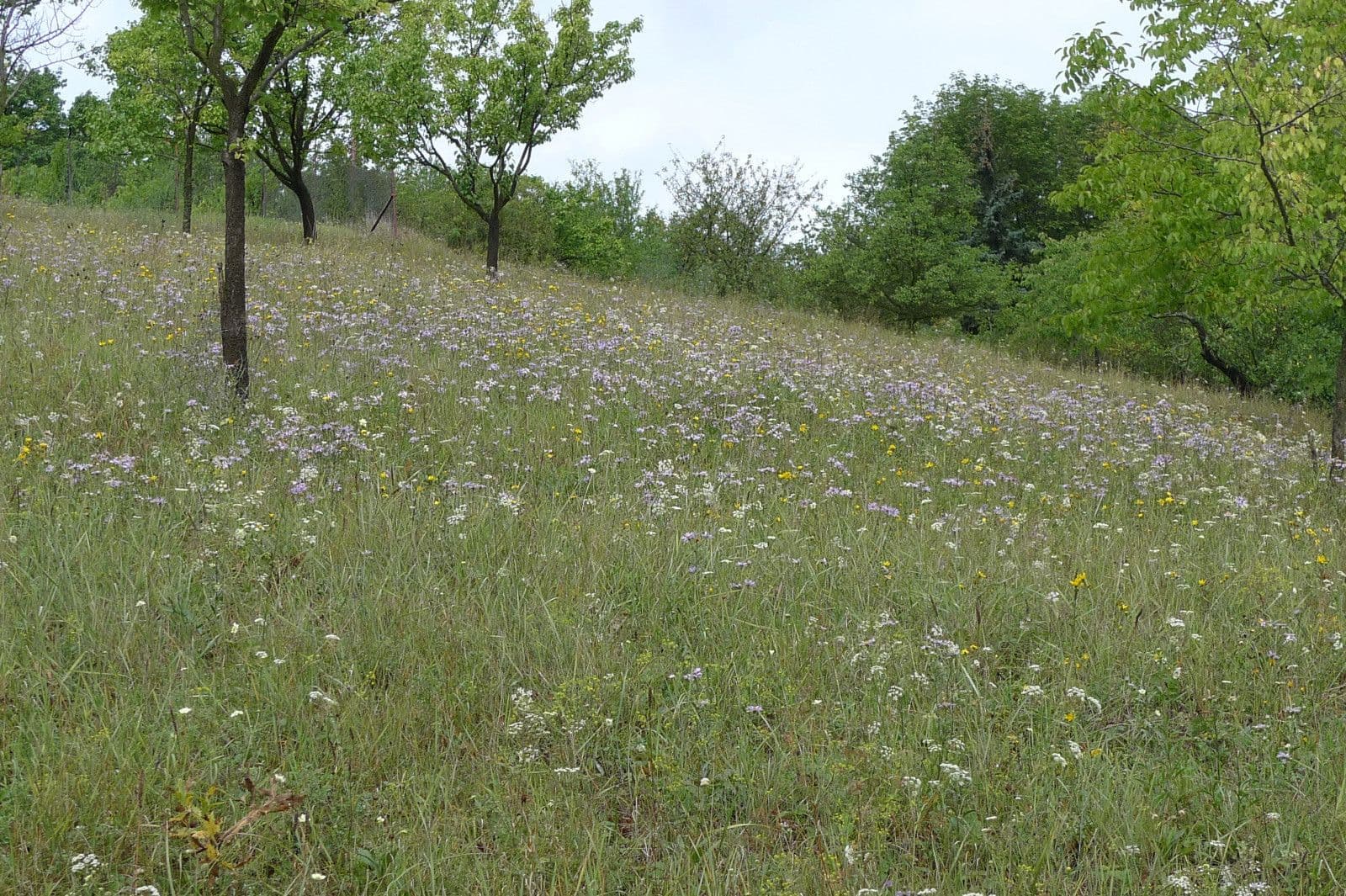 Predaj pozemku 3.055 m², Dolní Kounice, Jihomoravský kraj Predaj pozemku 3.055 m², Dolní Kounice, Jihomoravský kraj