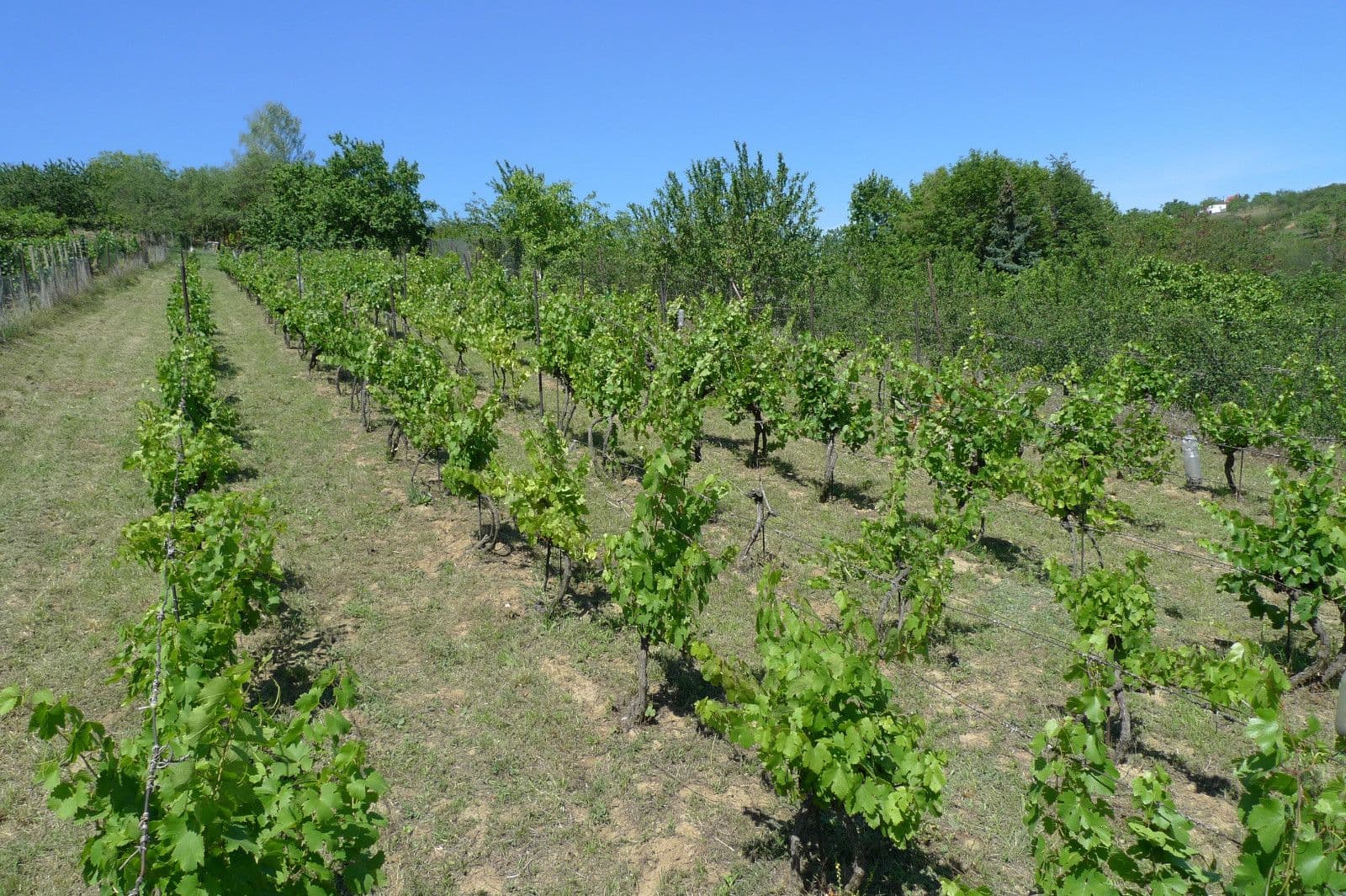 Predaj pozemku 3.055 m², Dolní Kounice, Jihomoravský kraj Predaj pozemku 3.055 m², Dolní Kounice, Jihomoravský kraj