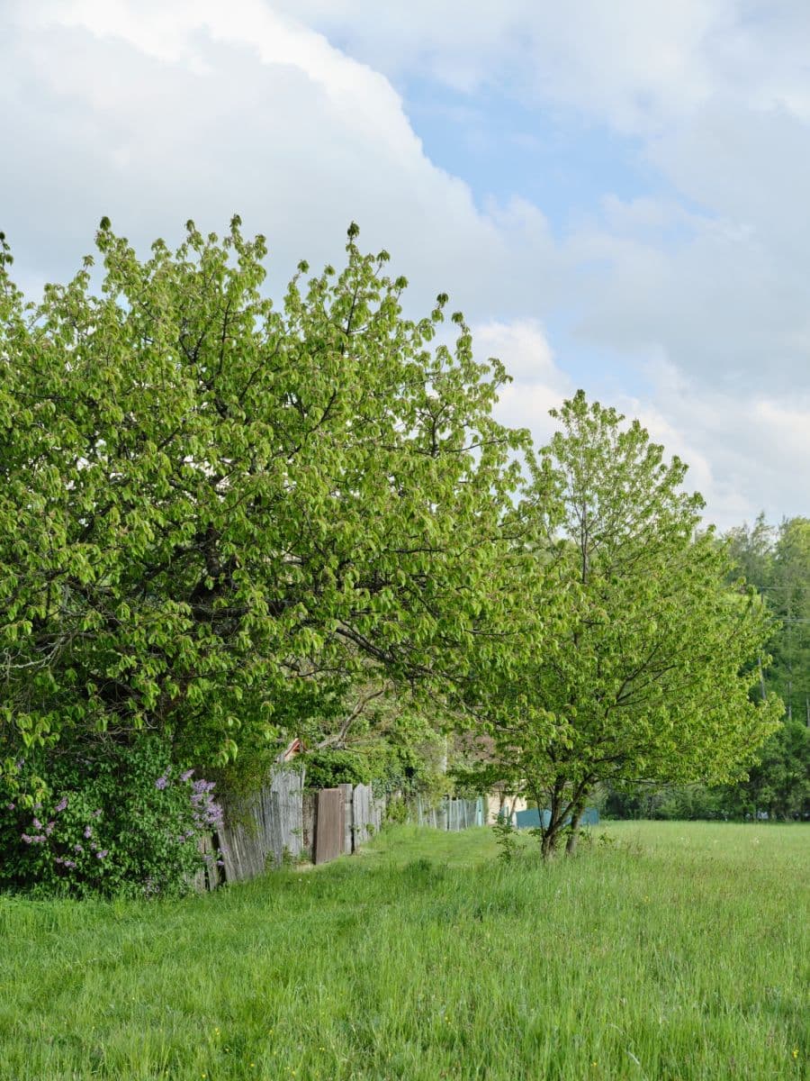 Predaj pozemku 1.885 m², Ledečko, Středočeský kraj Predaj pozemku 1.885 m², Ledečko, Středočeský kraj