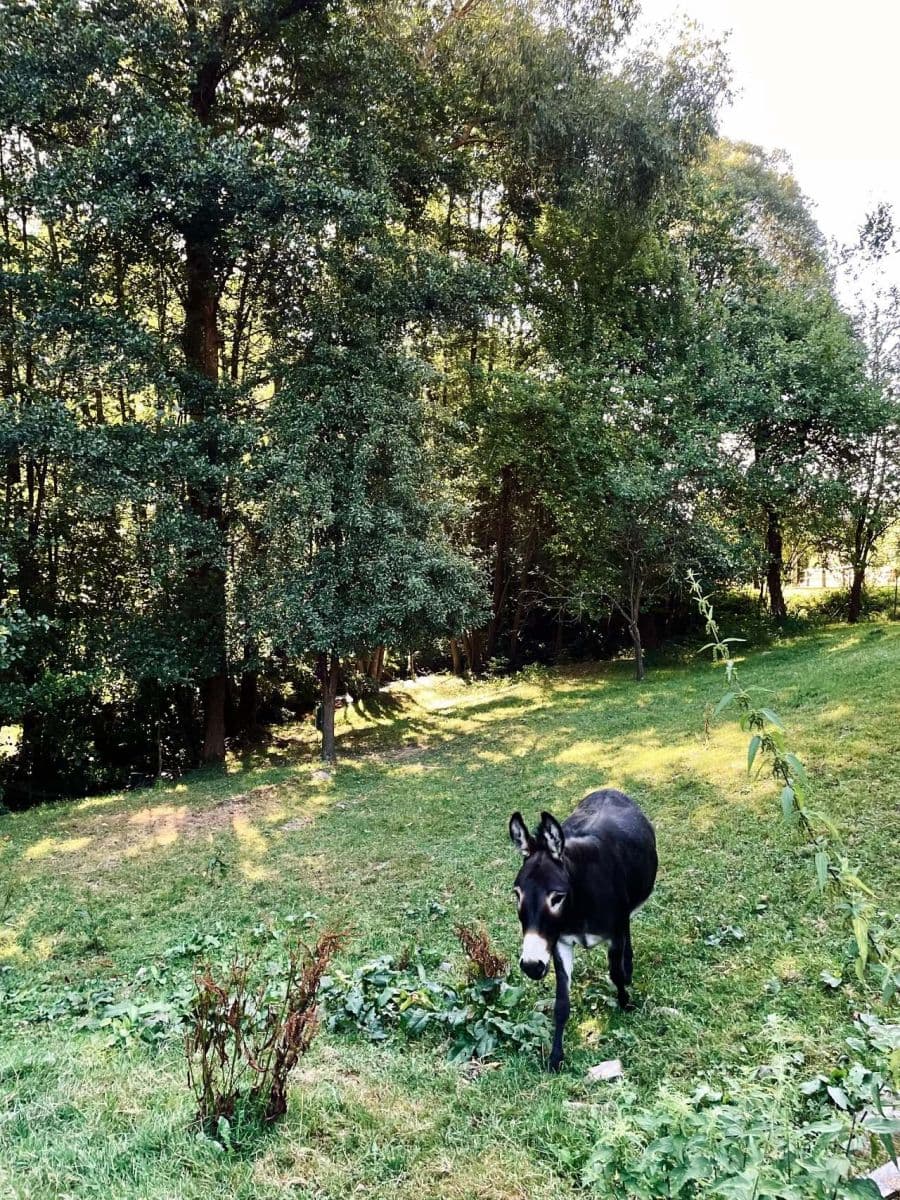 Prenájom rekreačného objektu, Třemešné, Plzeňský kraj Prenájom rekreačného objektu, Třemešné, Plzeňský kraj