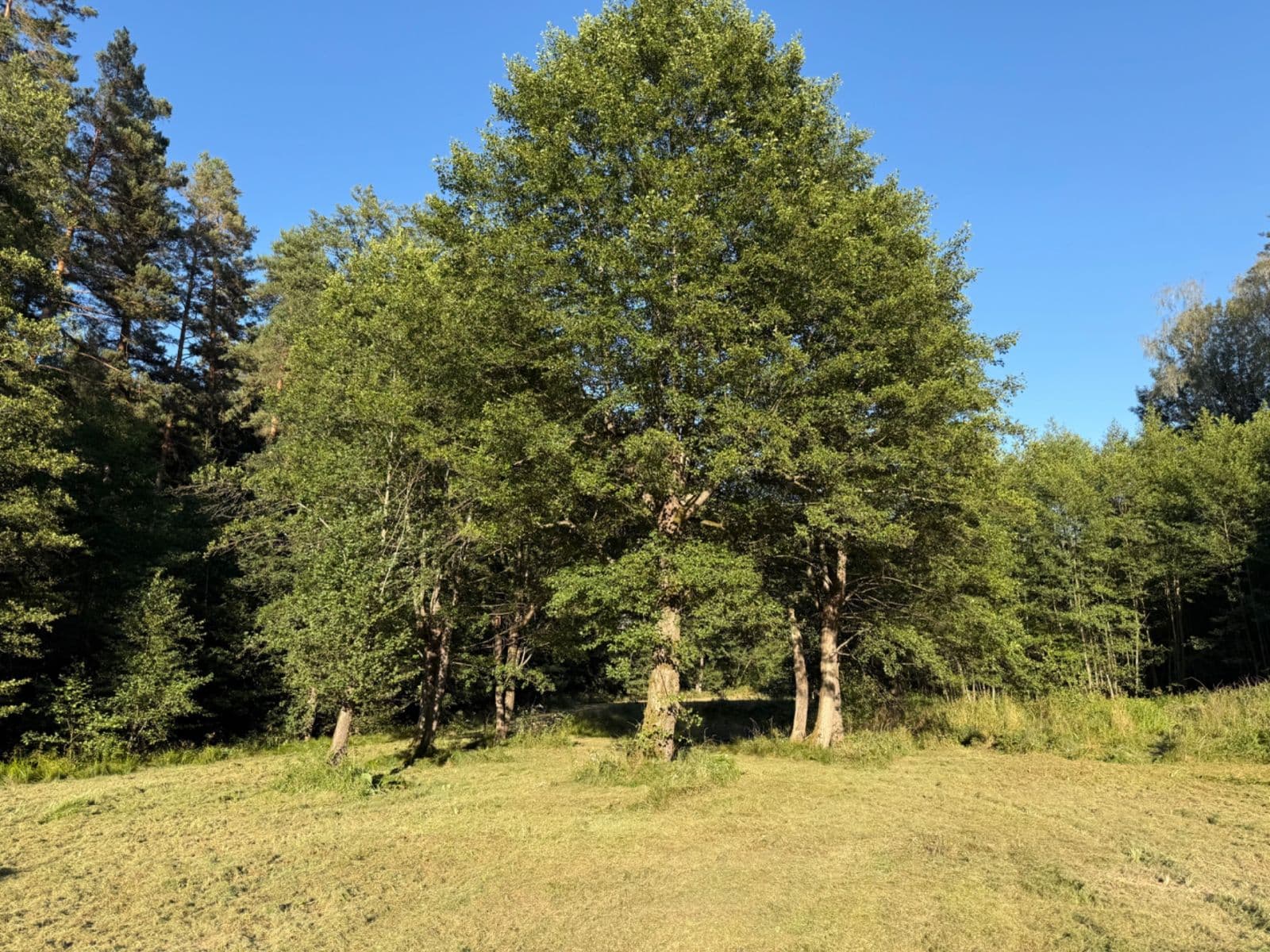 Predaj pozemku 8.551 m², Malšín, Jihočeský kraj Predaj pozemku 8.551 m², Malšín, Jihočeský kraj