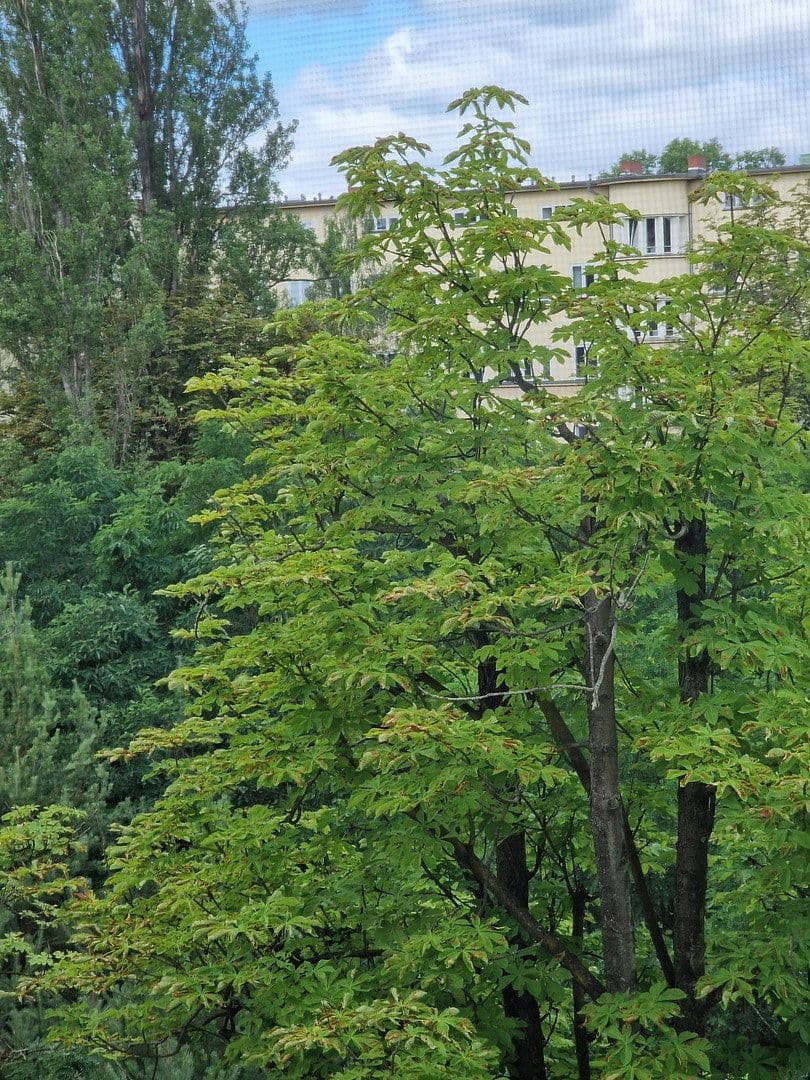 Predaj bytu 2-izbový 48 m², Albrecht-Achilles-Straße, 6, Berlin, Berlín Predaj bytu 2-izbový 48 m², Albrecht-Achilles-Straße, 6, Berlin, Berlín