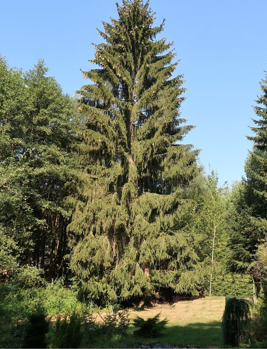 Predaj domu 67 m², pozemok 825 m², Veselíčko, Jihočeský kraj Predaj domu 67 m², pozemok 825 m², Veselíčko, Jihočeský kraj