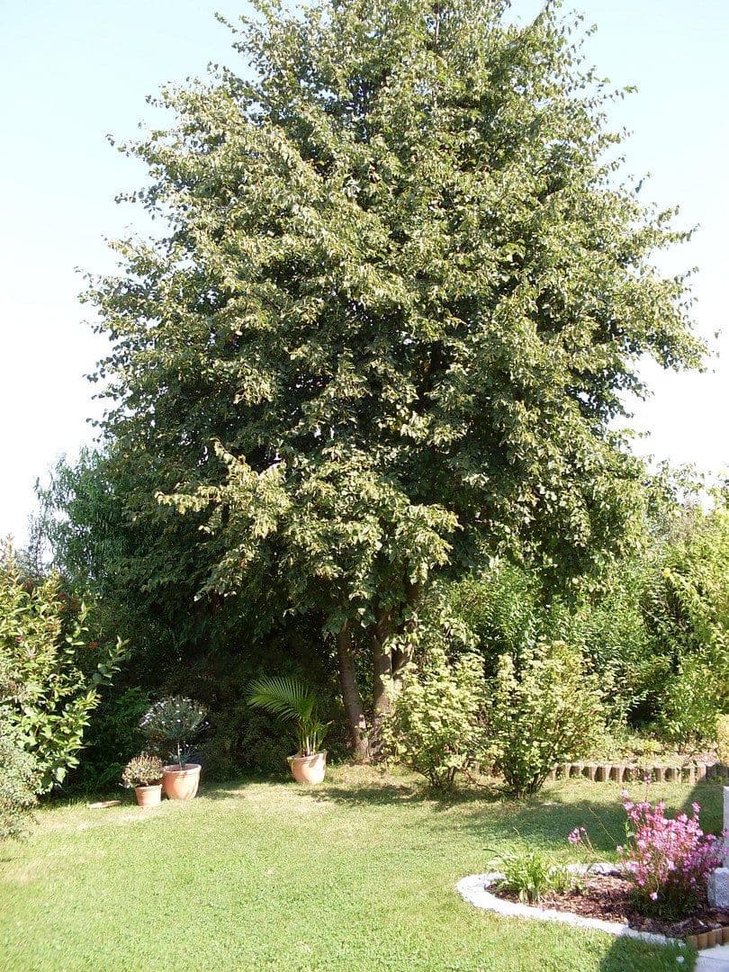 Prenájom domu 150 m², pozemok 767 m², Feuerdornweg 4, Ravenstein, Bádensko-Wurttembersko Prenájom domu 150 m², pozemok 767 m², Feuerdornweg 4, Ravenstein, Bádensko-Wurttembersko