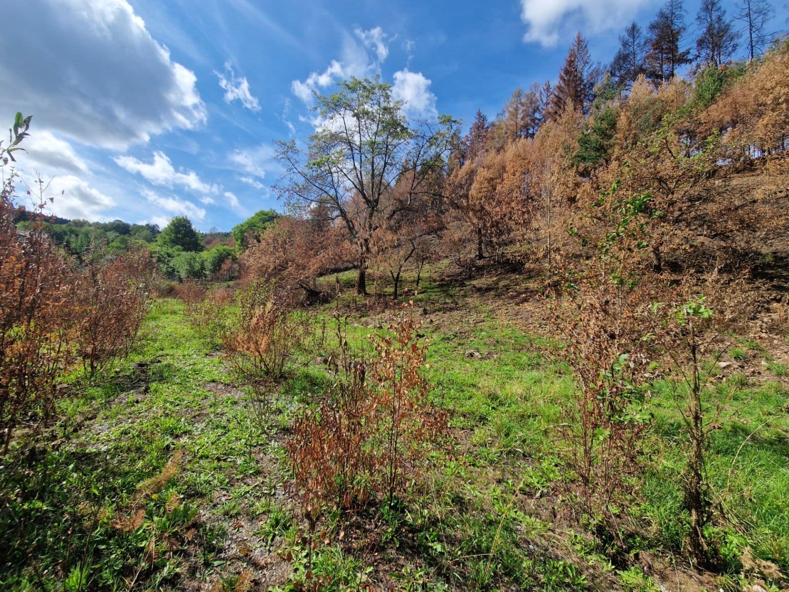 Predaj pozemku 15.955 m², Žihobce, Plzeňský kraj Predaj pozemku 15.955 m², Žihobce, Plzeňský kraj