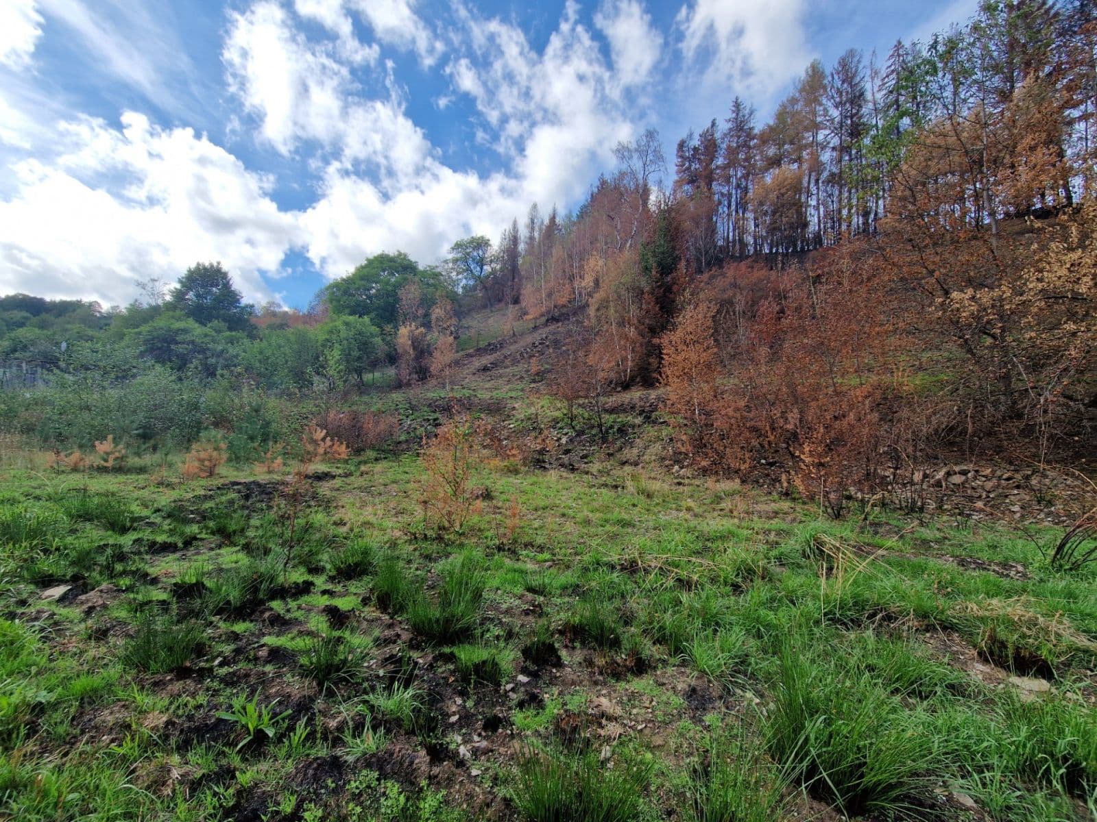 Predaj pozemku 15.955 m², Žihobce, Plzeňský kraj Predaj pozemku 15.955 m², Žihobce, Plzeňský kraj