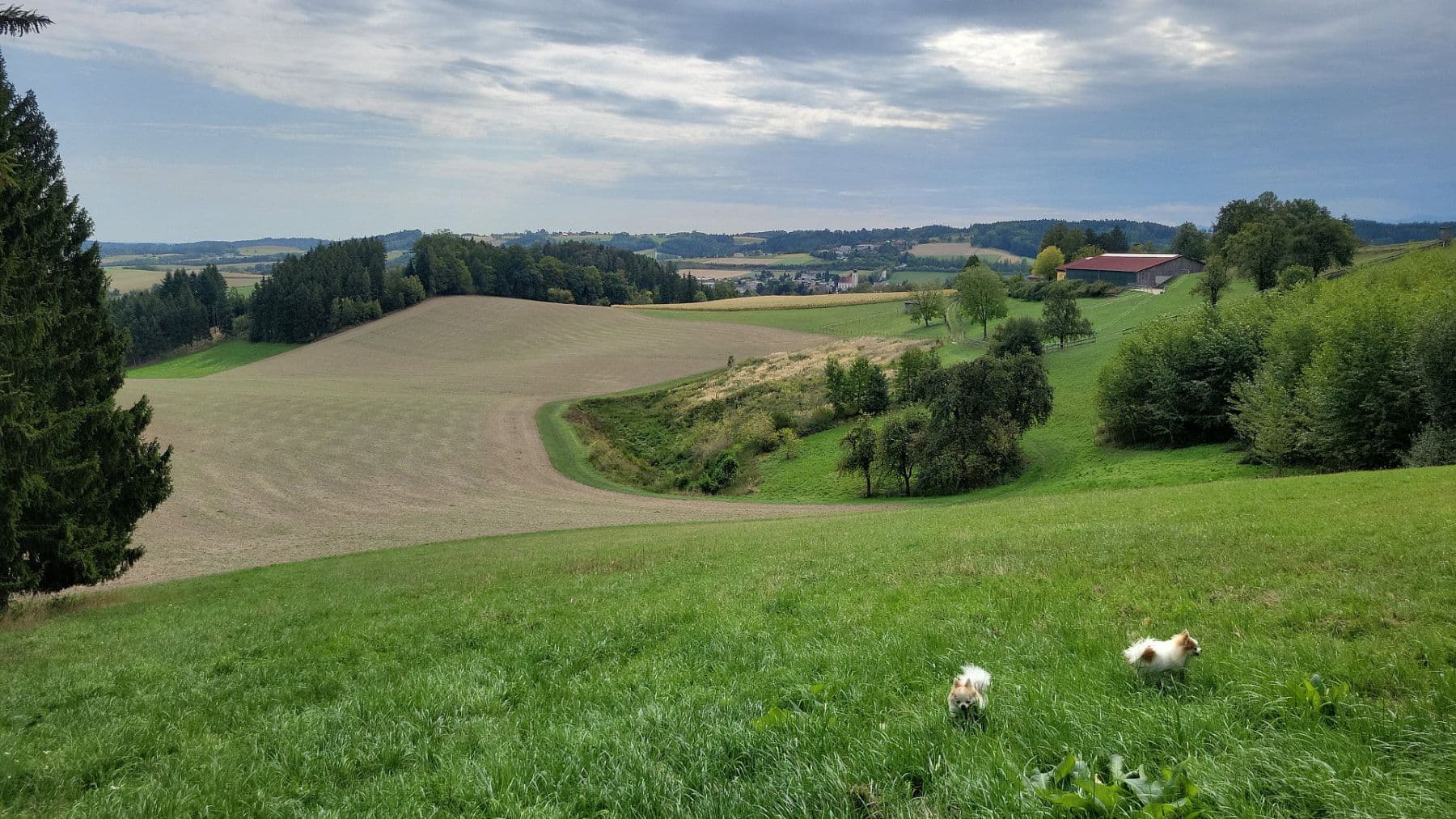 Predaj domu 200 m², pozemok 6.000 m², Pichl bei Wels, Horné Rakúsko Predaj domu 200 m², pozemok 6.000 m², Pichl bei Wels, Horné Rakúsko