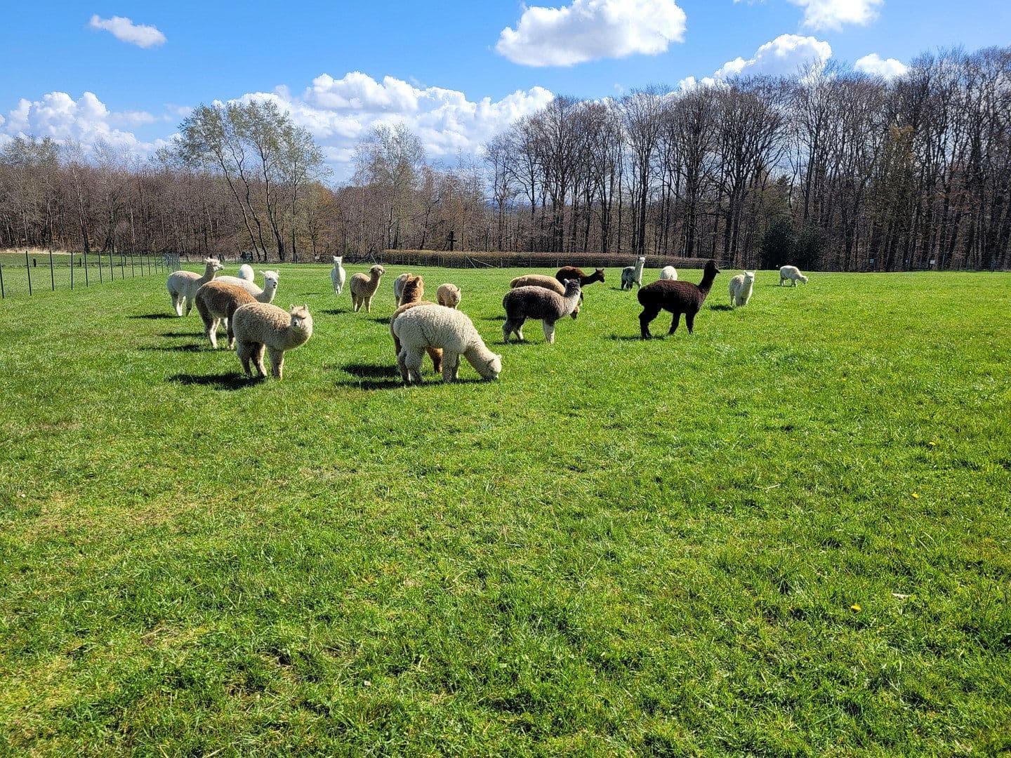 Predaj domu 280 m², pozemok 25.000 m², Busenhausen, Porýnie-Falcko Predaj domu 280 m², pozemok 25.000 m², Busenhausen, Porýnie-Falcko