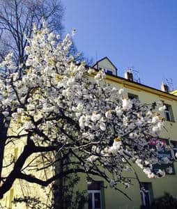 Prenájom bytu 1-izbový 30 m², V Domově, Praha, Praha Prenájom bytu 1-izbový 30 m², V Domově, Praha, Praha