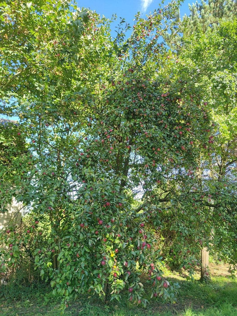 Predaj domu 316 m², pozemok 2.885 m², Duingen, Dolné Sasko Predaj domu 316 m², pozemok 2.885 m², Duingen, Dolné Sasko