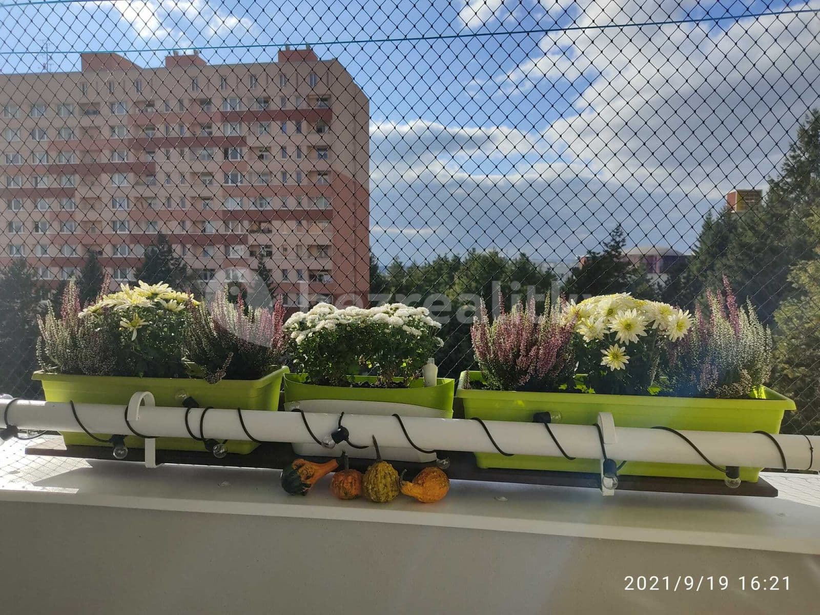 Prenájom bytu 1-izbový 32 m², Halasovo náměstí, Brno, Jihomoravský kraj Prenájom bytu 1-izbový 32 m², Halasovo náměstí, Brno, Jihomoravský kraj