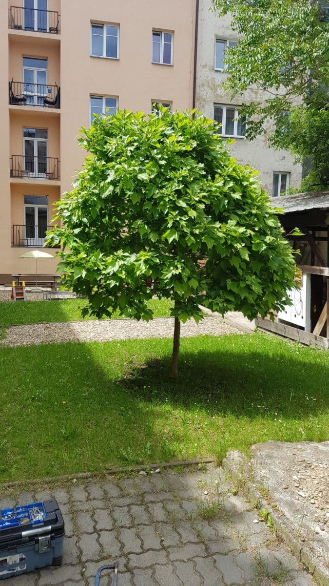 Prenájom bytu 2-izbový 53 m², Příční, Brno, Jihomoravský kraj Prenájom bytu 2-izbový 53 m², Příční, Brno, Jihomoravský kraj