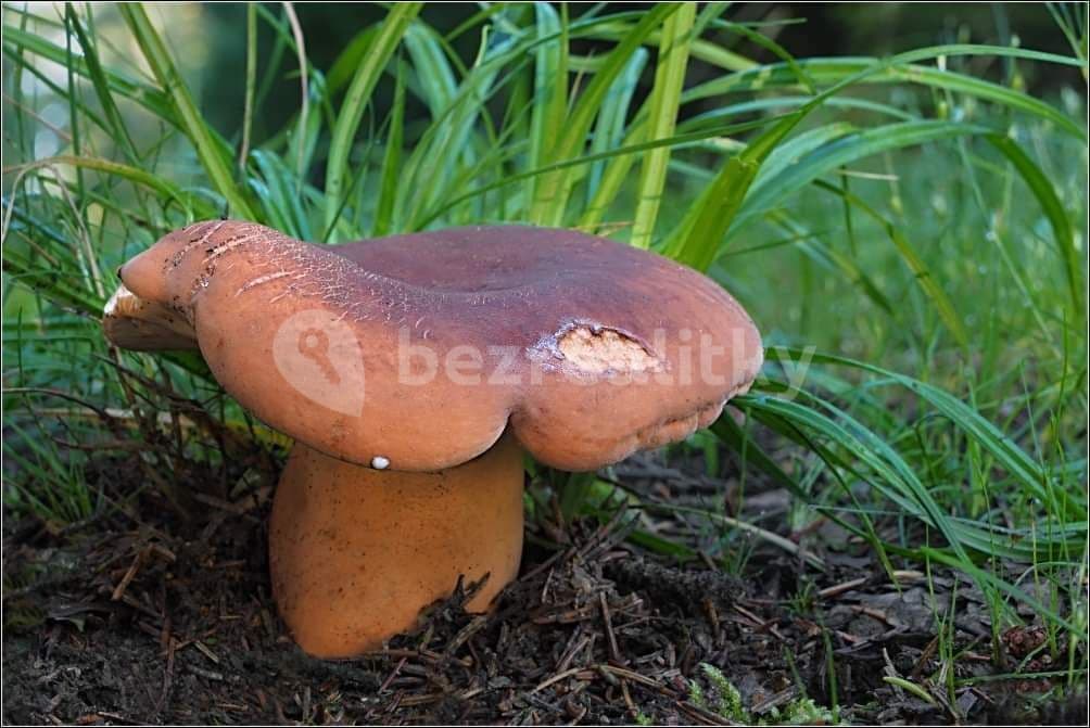Prenájom rekreačného objektu 70 m², pozemek 1.000 m², Vrbice, Jihočeský kraj Prenájom rekreačného objektu 70 m², pozemek 1.000 m², Vrbice, Jihočeský kraj