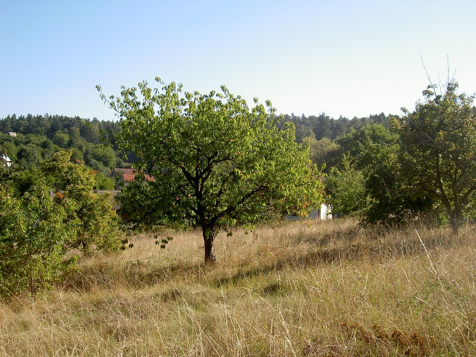 Predaj pozemku 1.171 m², Obecní, Březí, Středočeský kraj Predaj pozemku 1.171 m², Obecní, Březí, Středočeský kraj