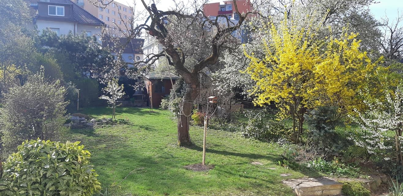 Prenájom bytu 2-izbový 44 m², Škroupova, Brno, Jihomoravský kraj Prenájom bytu 2-izbový 44 m², Škroupova, Brno, Jihomoravský kraj
