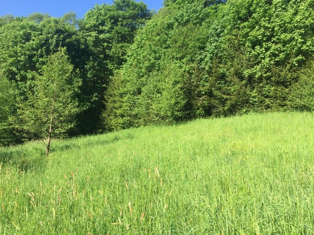 Predaj pozemku 3.100 m², Poniklá, Liberecký kraj Predaj pozemku 3.100 m², Poniklá, Liberecký kraj