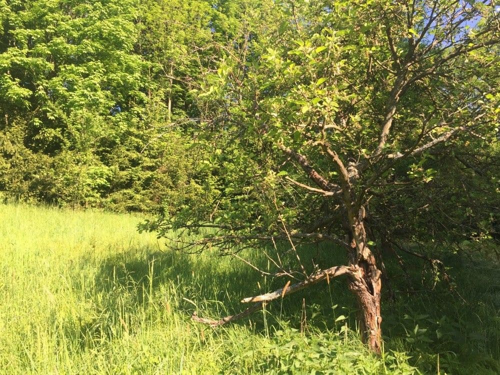 Predaj pozemku 3.100 m², Poniklá, Liberecký kraj Predaj pozemku 3.100 m², Poniklá, Liberecký kraj