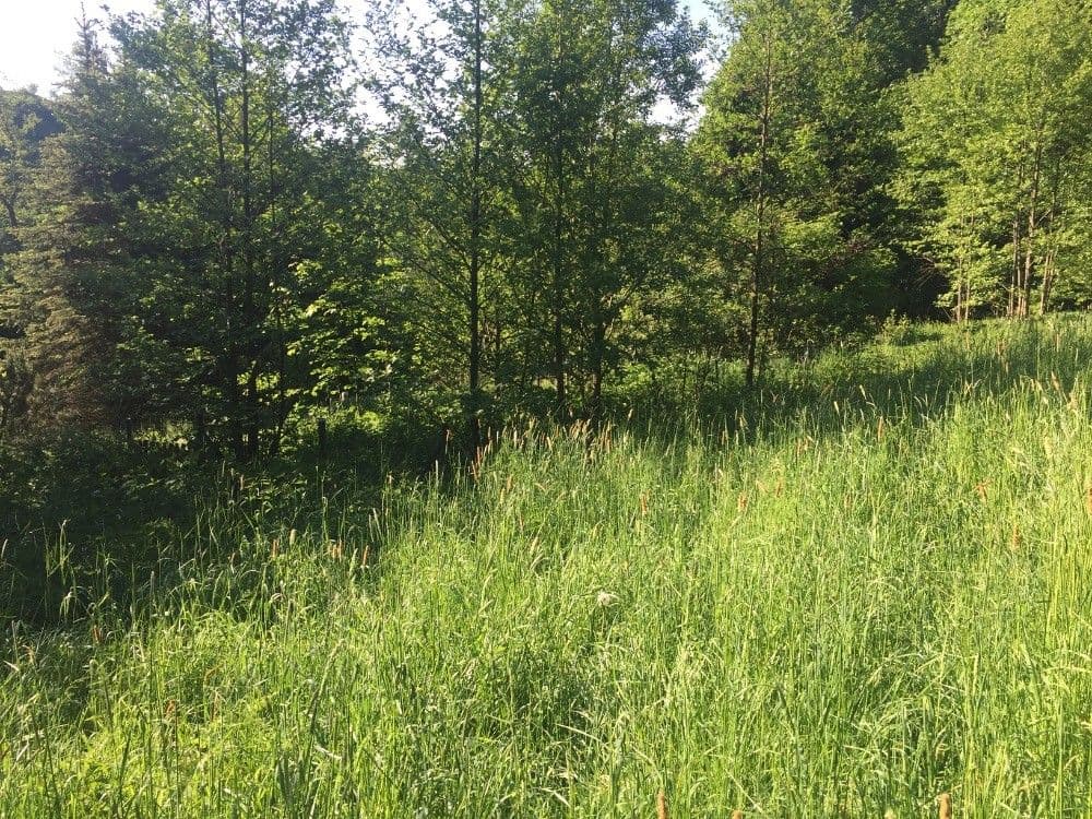 Predaj pozemku 3.100 m², Poniklá, Liberecký kraj Predaj pozemku 3.100 m², Poniklá, Liberecký kraj