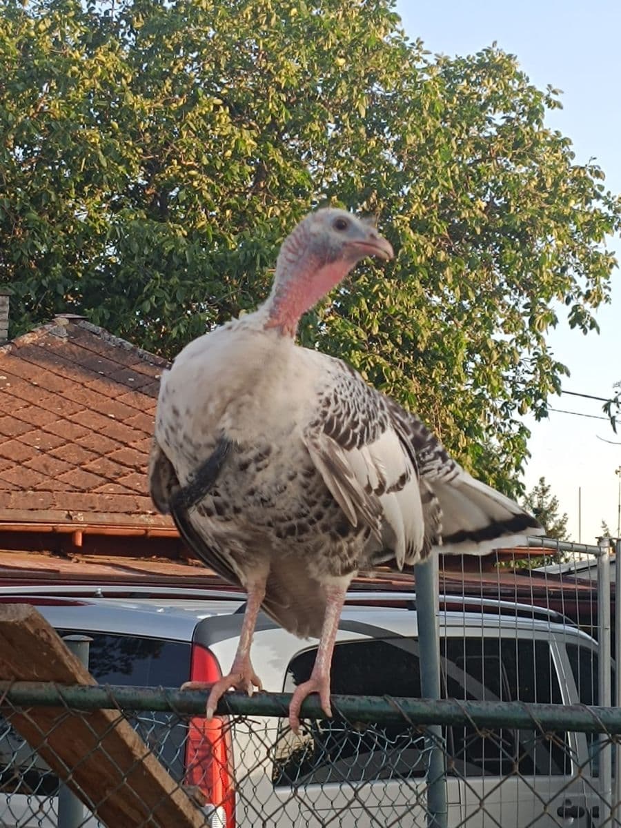 Prenájom domu 70 m², pozemek 750 m², Ke Statku, Vrané nad Vltavou, Středočeský kraj Prenájom domu 70 m², pozemek 750 m², Ke Statku, Vrané nad Vltavou, Středočeský kraj
