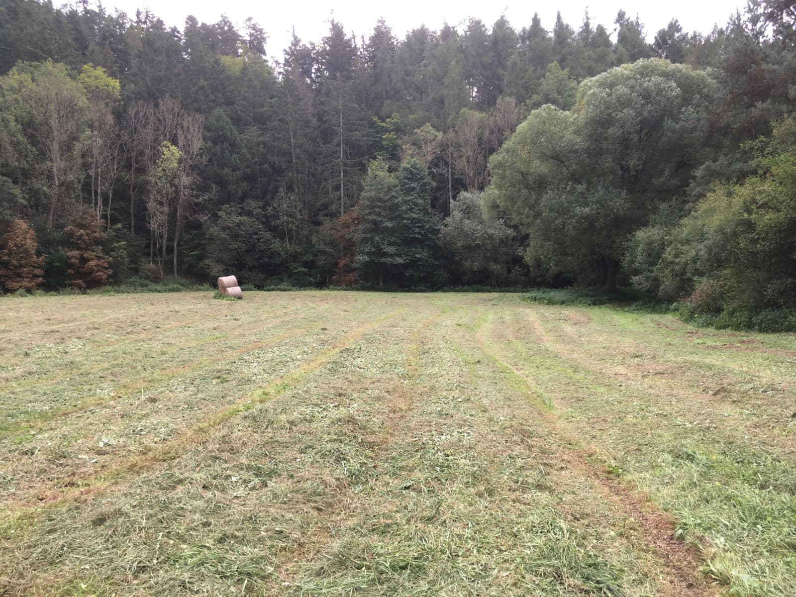 Predaj pozemku 6.060 m², Hlavní, Družec, Středočeský kraj Predaj pozemku 6.060 m², Hlavní, Družec, Středočeský kraj