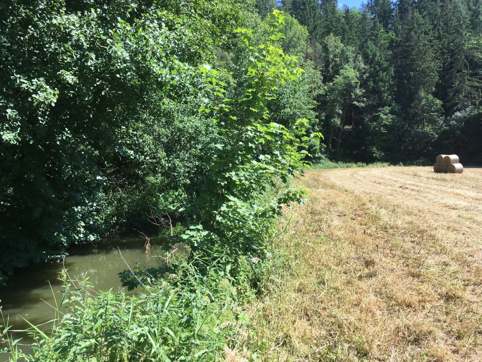 Predaj pozemku 6.060 m², Hlavní, Družec, Středočeský kraj Predaj pozemku 6.060 m², Hlavní, Družec, Středočeský kraj