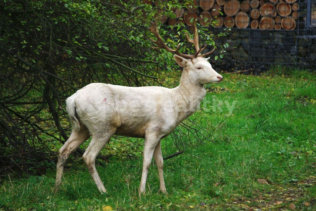 Prenájom bytu 3-izbový 90 m², Hekrova, Praha, Praha Prenájom bytu 3-izbový 90 m², Hekrova, Praha, Praha