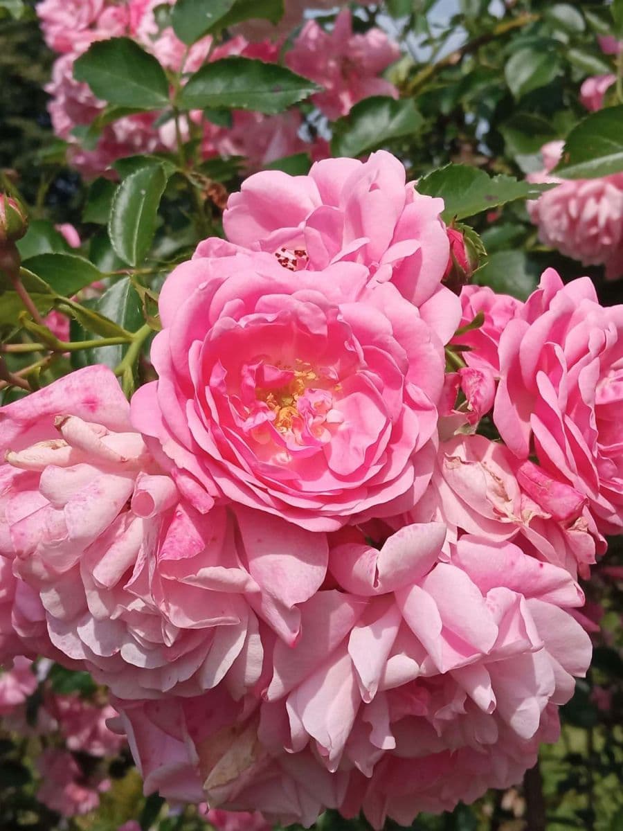 Prenájom rekreačného objektu, Horní Planá, Jihočeský kraj Prenájom rekreačného objektu, Horní Planá, Jihočeský kraj