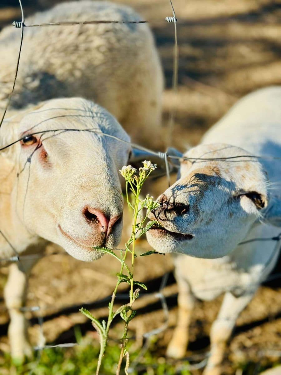 Prenájom rekreačného objektu, Kostelec, Jihomoravský kraj Prenájom rekreačného objektu, Kostelec, Jihomoravský kraj