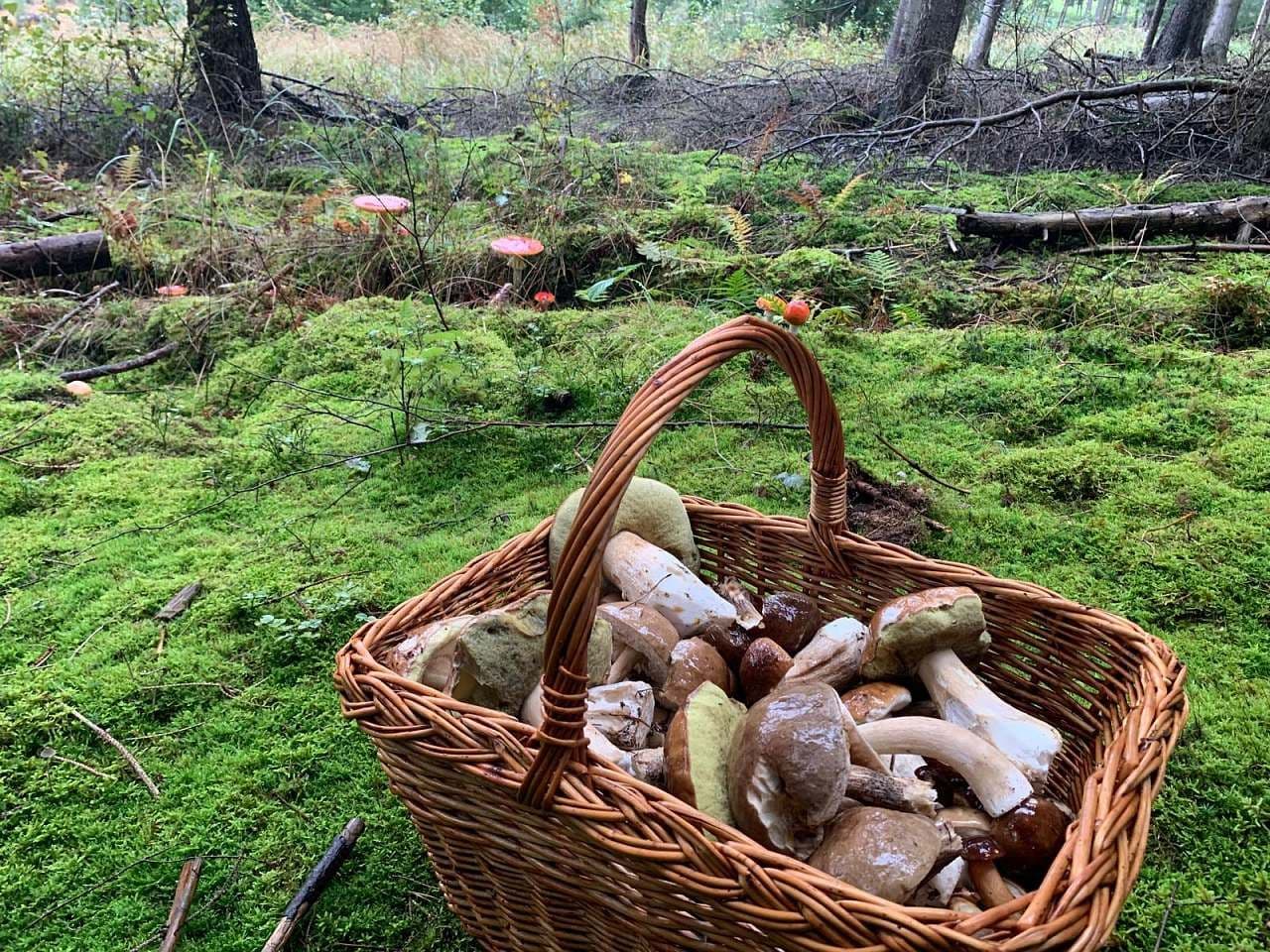 Prenájom rekreačného objektu, Čenkovice, Pardubický kraj Prenájom rekreačného objektu, Čenkovice, Pardubický kraj