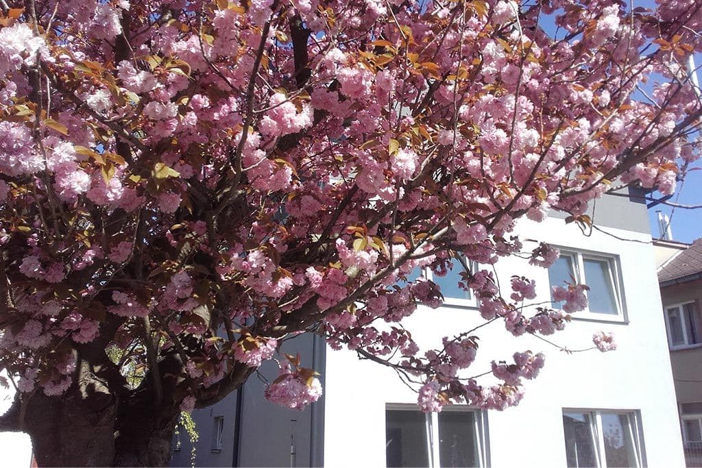 Prenájom bytu 2-izbový 43 m², Sládkova, Hradec Králové, Královéhradecký kraj Prenájom bytu 2-izbový 43 m², Sládkova, Hradec Králové, Královéhradecký kraj