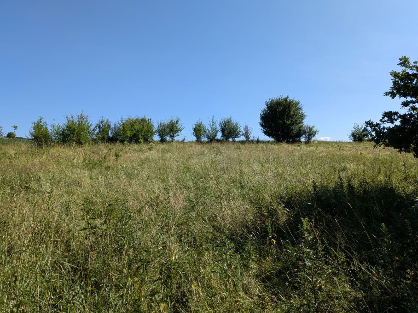 Predaj pozemku 11.768 m², Všeruby, Plzeňský kraj Predaj pozemku 11.768 m², Všeruby, Plzeňský kraj