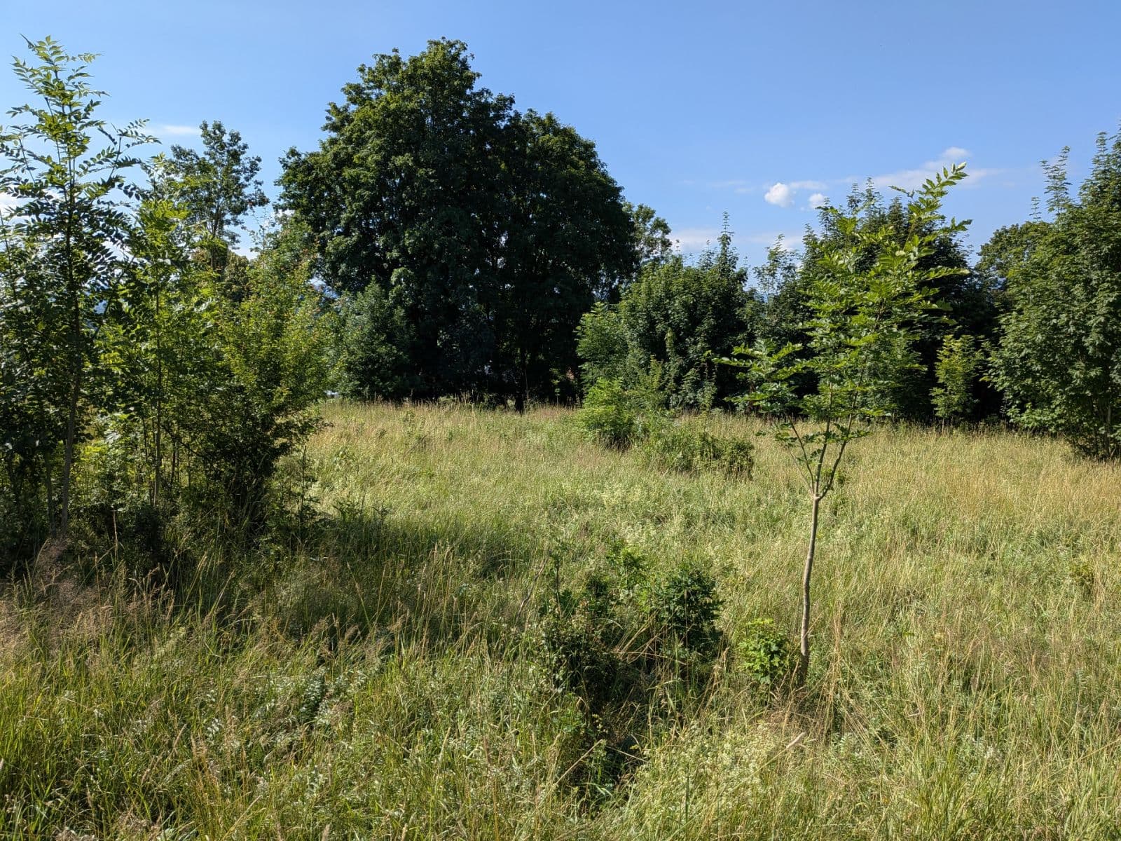 Predaj pozemku 11.768 m², Všeruby, Plzeňský kraj Predaj pozemku 11.768 m², Všeruby, Plzeňský kraj