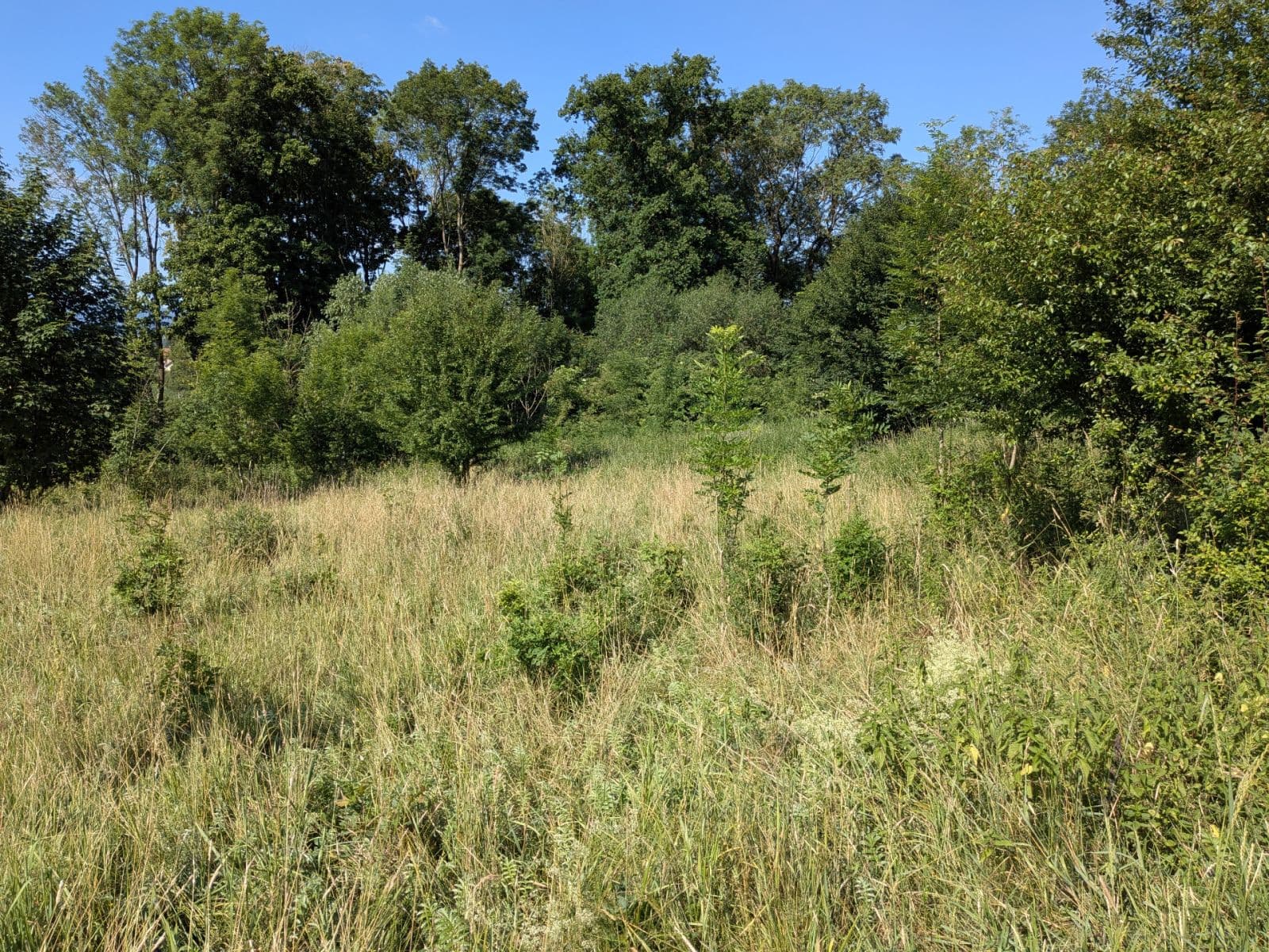 Predaj pozemku 11.768 m², Všeruby, Plzeňský kraj Predaj pozemku 11.768 m², Všeruby, Plzeňský kraj