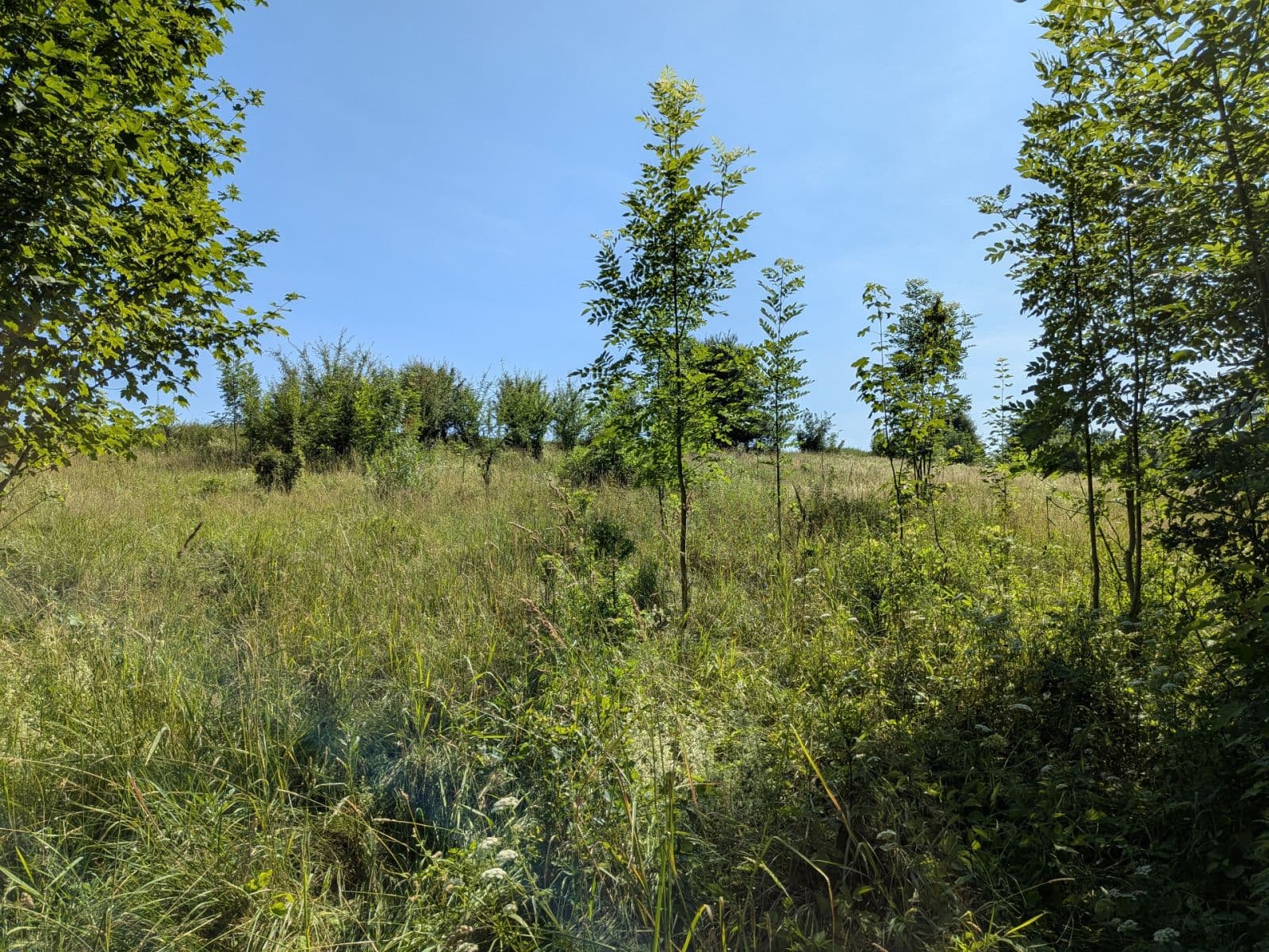 Predaj pozemku 11.768 m², Všeruby, Plzeňský kraj Predaj pozemku 11.768 m², Všeruby, Plzeňský kraj