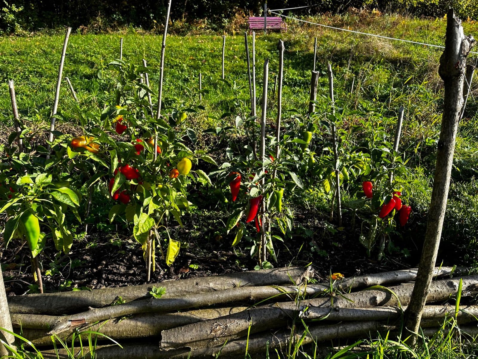 Predaj pozemku 10.000 m², Bystřice, Moravskoslezský kraj Predaj pozemku 10.000 m², Bystřice, Moravskoslezský kraj