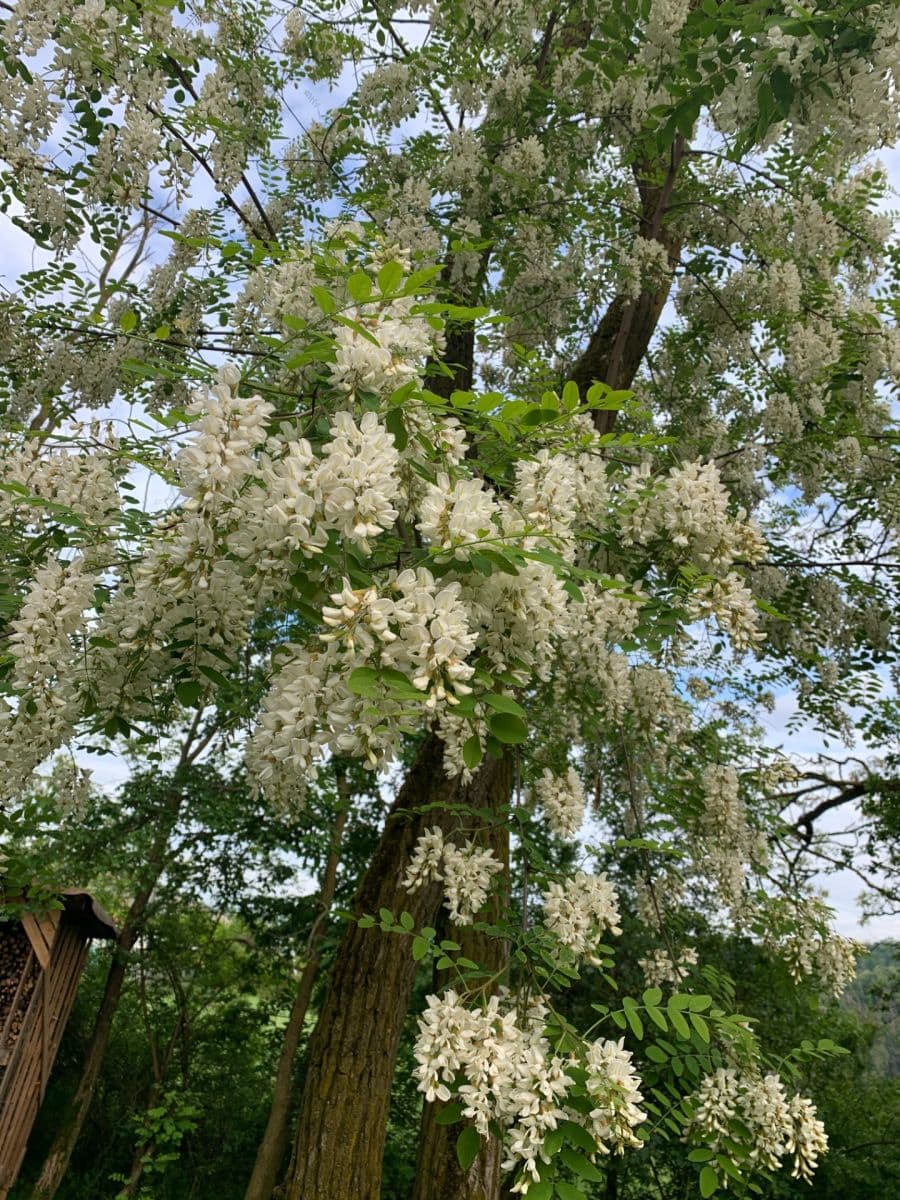 Predaj pozemku 2.112 m², Nebovidy, Jihomoravský kraj Predaj pozemku 2.112 m², Nebovidy, Jihomoravský kraj