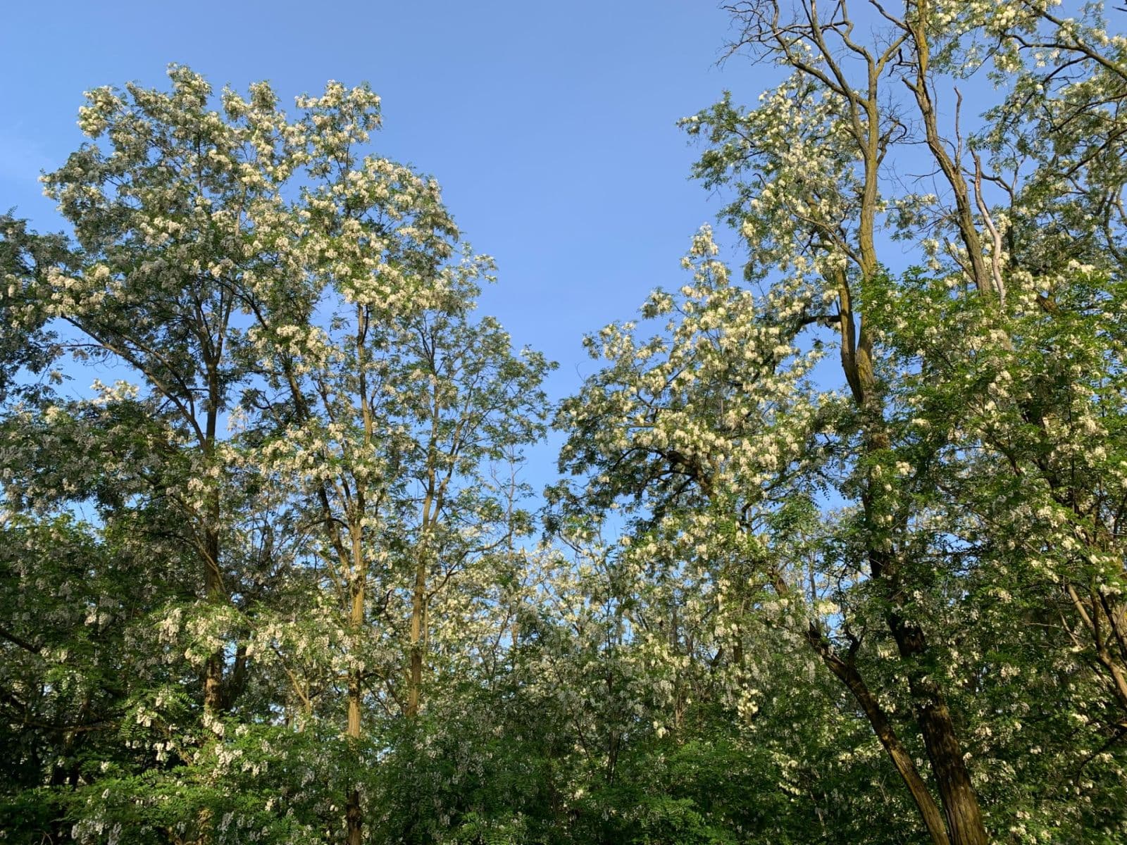 Predaj pozemku 2.112 m², Nebovidy, Jihomoravský kraj Predaj pozemku 2.112 m², Nebovidy, Jihomoravský kraj