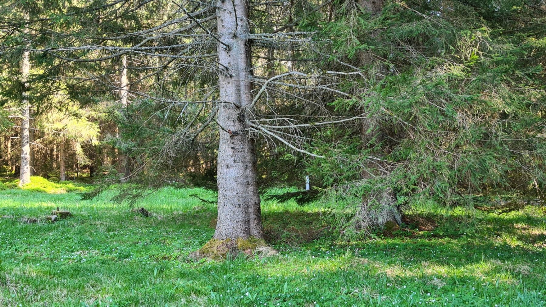 Predaj domu 251 m², pozemek 9.967 m², Loučovice, Jihočeský kraj Predaj domu 251 m², pozemek 9.967 m², Loučovice, Jihočeský kraj