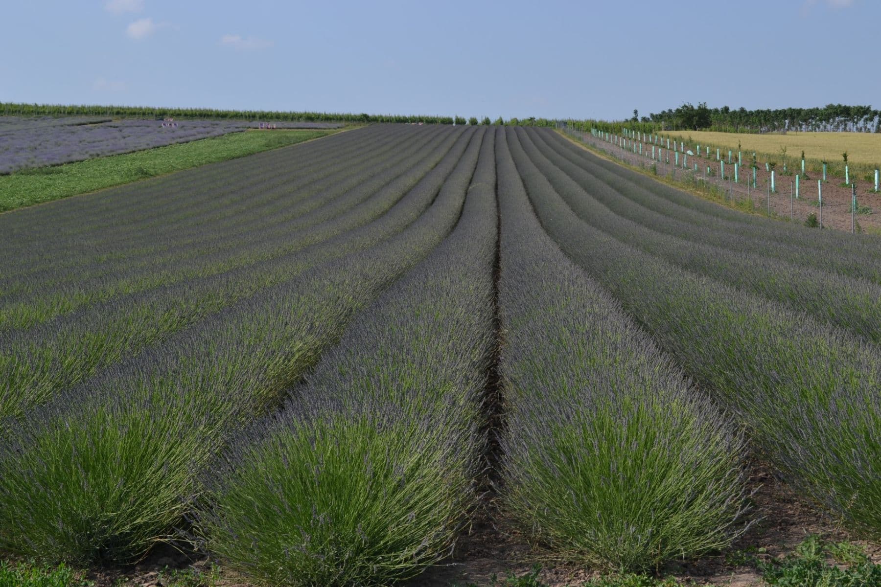 Predaj rekreačného objektu 30 m², pozemek 200 m², Přítluky, Jihomoravský kraj Predaj rekreačného objektu 30 m², pozemek 200 m², Přítluky, Jihomoravský kraj