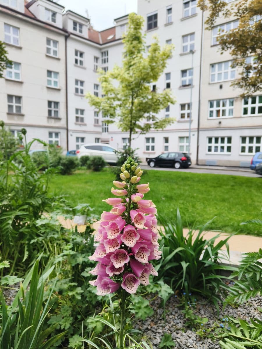 Prenájom bytu 28 m², Branická, Praha, Praha Prenájom bytu 28 m², Branická, Praha, Praha